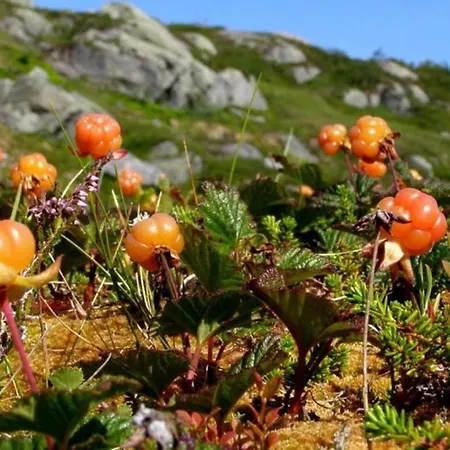 Naer Vannet, Jacuzzi Og Sauna Feriehus Vrådal